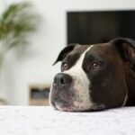 A dog is putting their chin on fabric