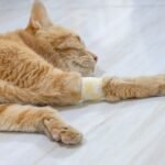 An orange tabby cat is lying on the floor with a bandage