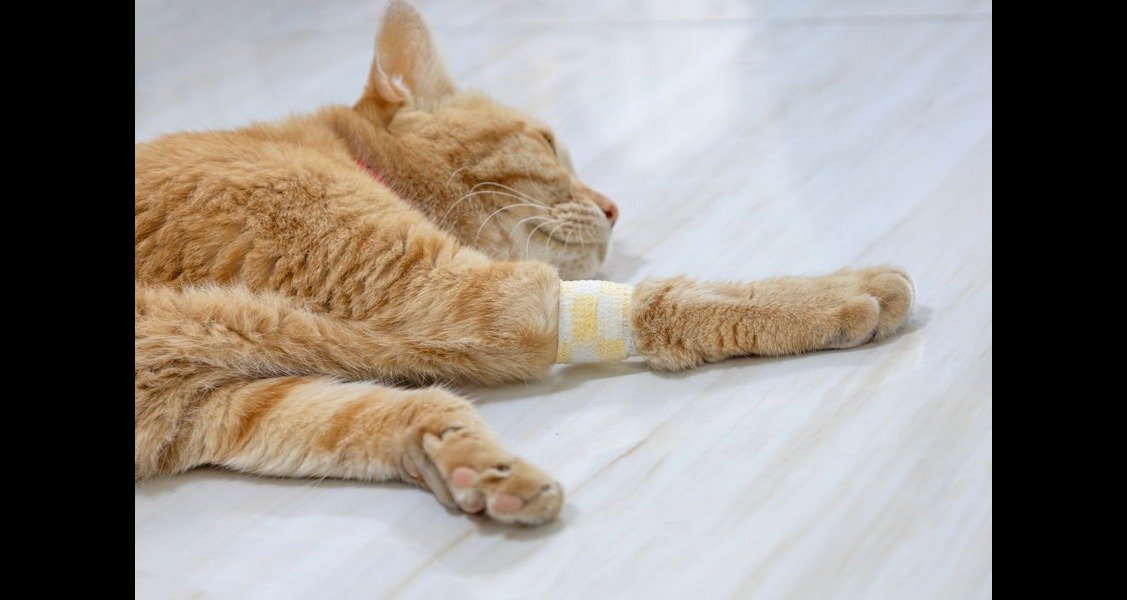 An orange tabby cat is lying on the floor with a bandage