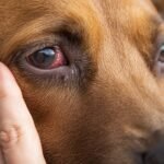 Person touching face of dog with red sclera