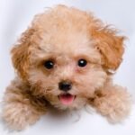 A portrait shot of a puppy sticking its tongue out