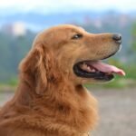 A profile shot of a golden retriever outside