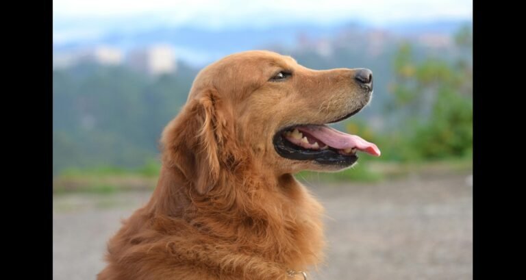 A profile shot of a golden retriever outside
