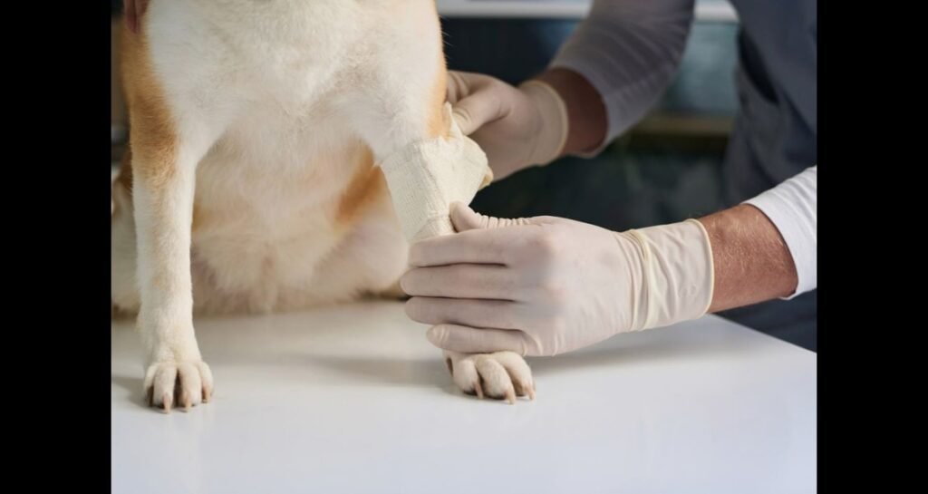 A dog's leg is being bandaged up by a person wearing gloves