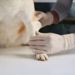 A dog's leg is being bandaged up by a person wearing gloves