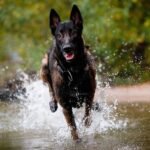 A dark-haired Malinois is running in a river