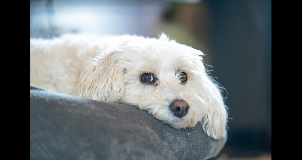 A dog is resting on a grey cushion