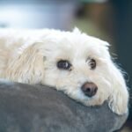 A dog is resting on a grey cushion