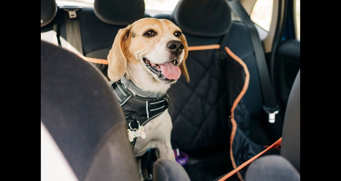 A dog is sitting in the backseat of a car