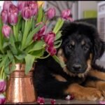 A puppy is lying beside a copper vase with tulips