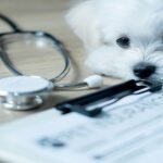 A Maltese dog is lying beside a stethoscope