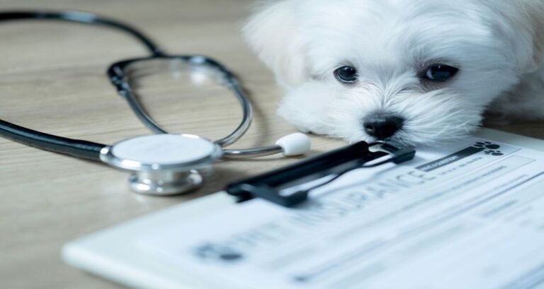 A Maltese dog is lying beside a stethoscope