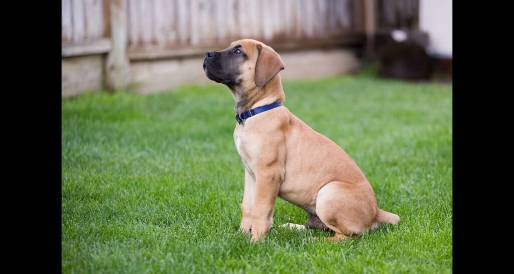 A boerboel puppy is sitting in the grass