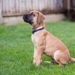A boerboel puppy is sitting in the grass