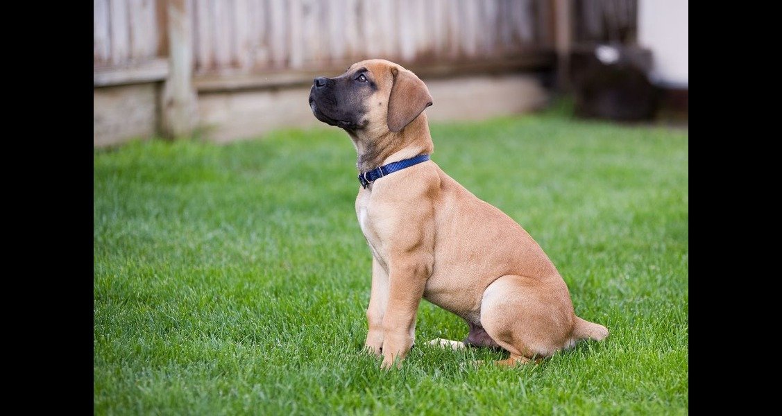 A boerboel puppy is sitting in the grass