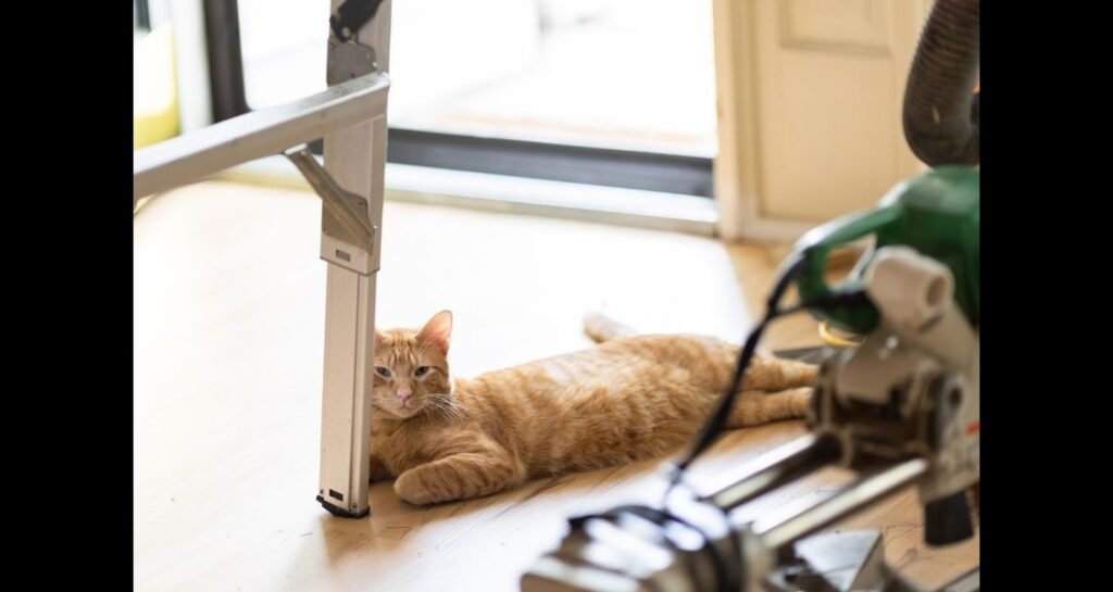 A cat is lying on the floor by a ladder