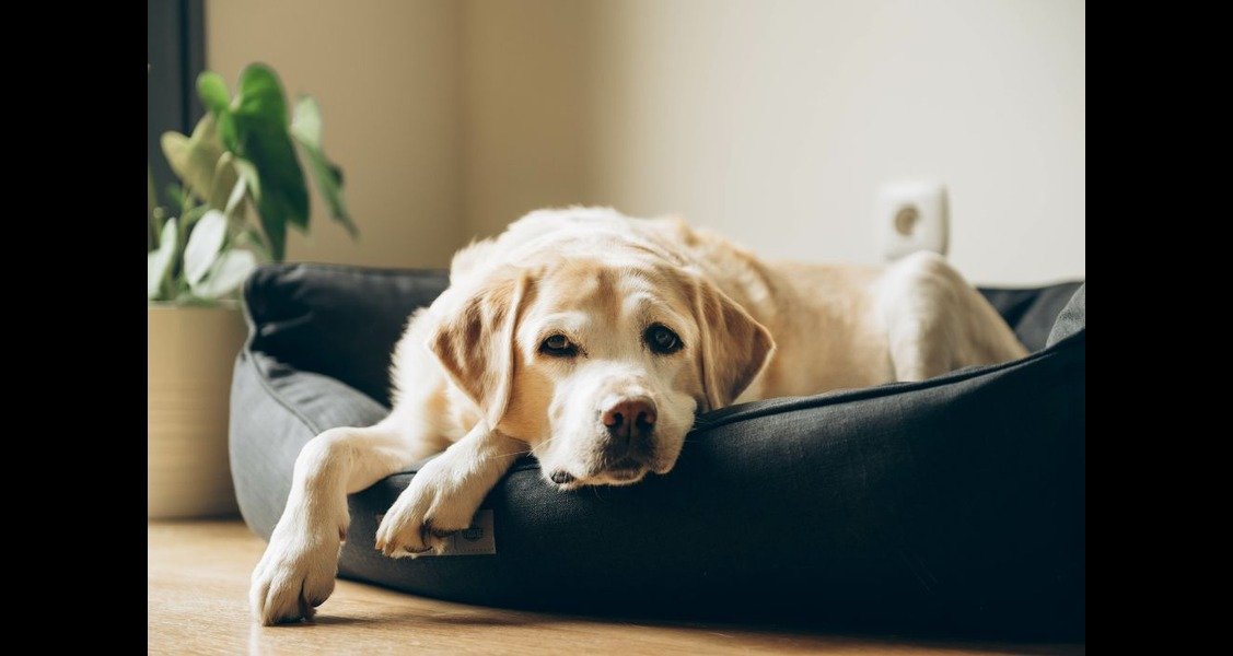 A dog is lying in a dog bed