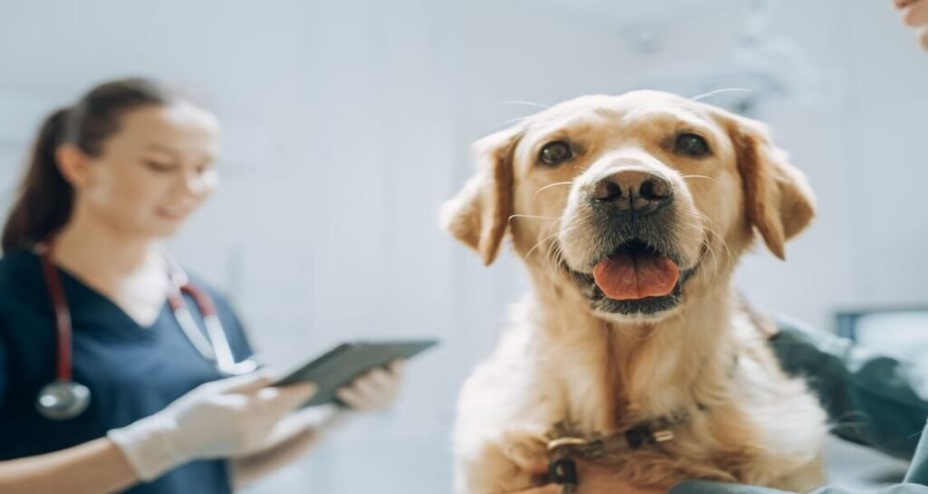 A golden retriever is at the vet