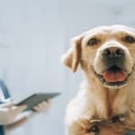 A golden retriever is at the vet