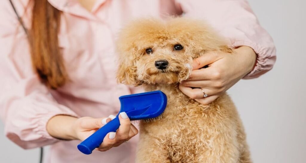 A poodle is being groomed
