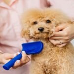 A poodle is being groomed