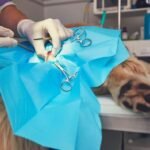 A dog is being operated on during surgery