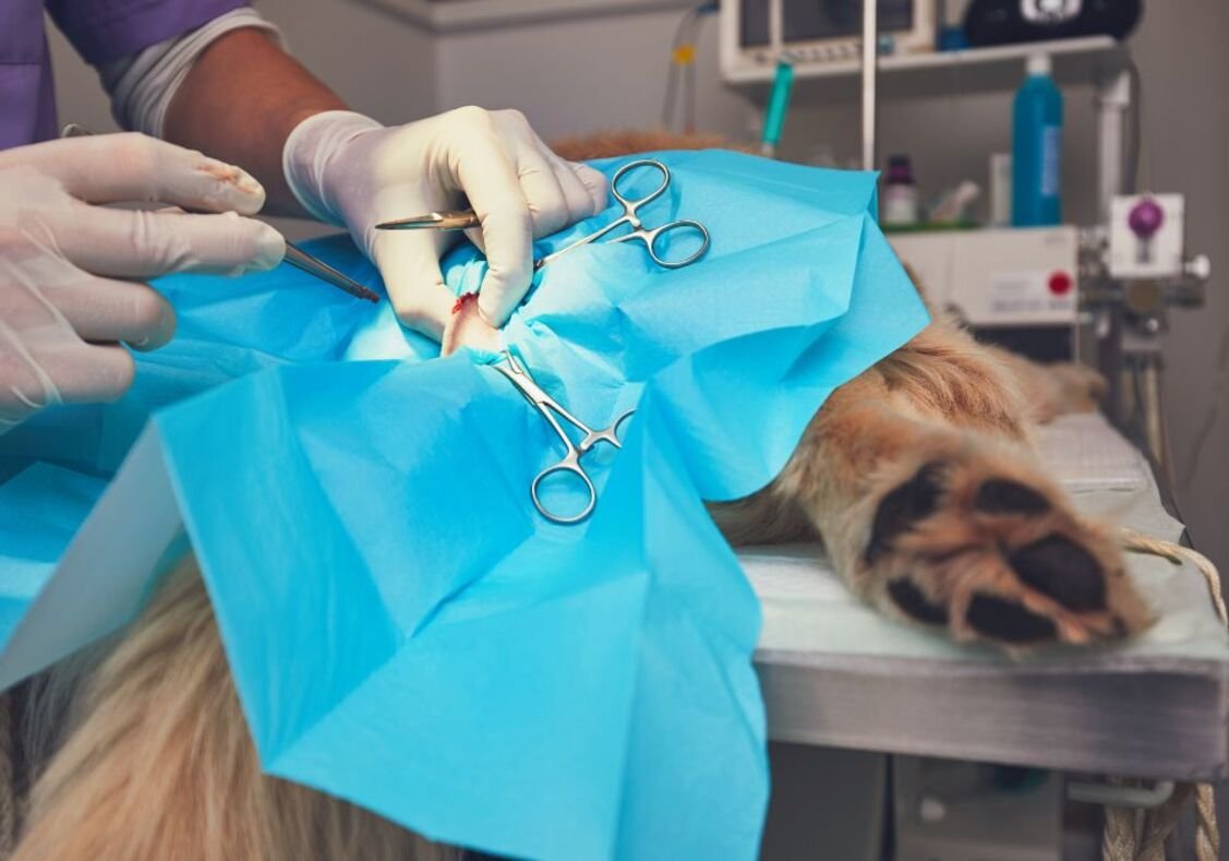 A dog is being operated on during surgery