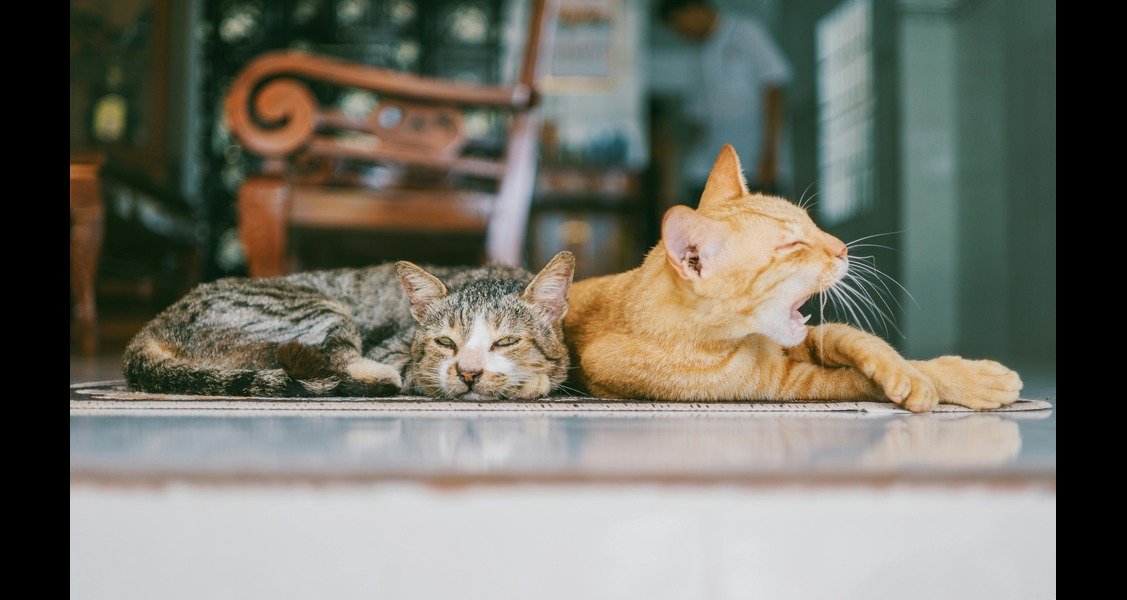 Two cats are lying beside each other on a rug