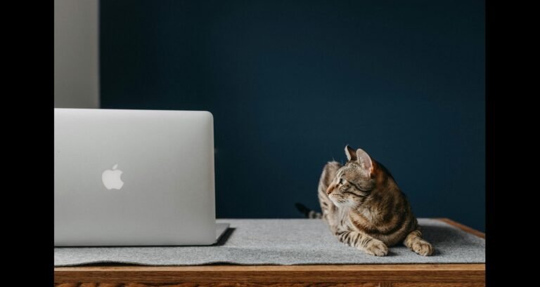 A cat is staring at a computer