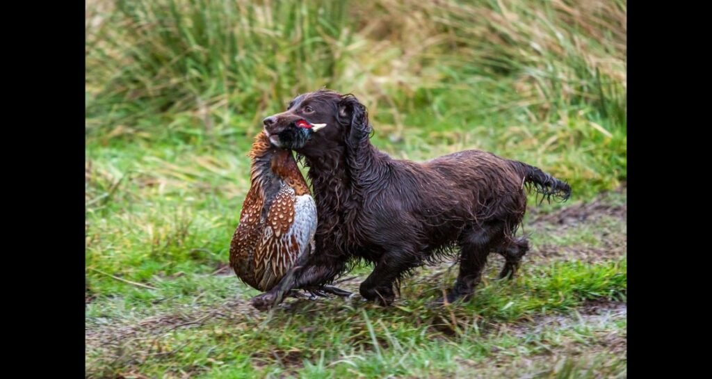 A dachshund is running with a duck in its mouth
