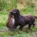 Is It Dangerous for Your Dog To Eat Wildlife?