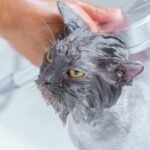 A person is bathing a grey cat