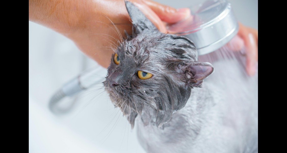 A person is bathing a grey cat
