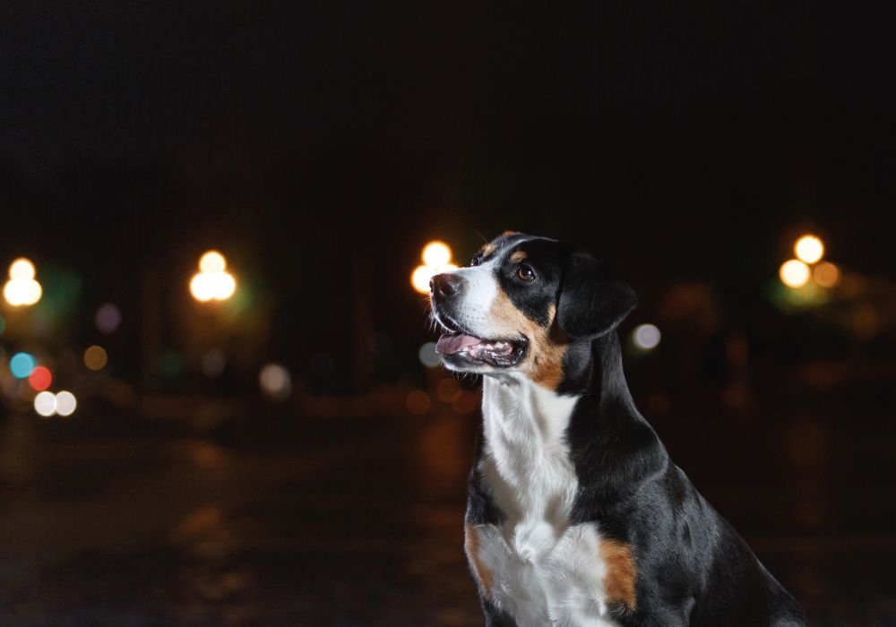 Is It Safe for Dogs To Explore Outside in the Dark?