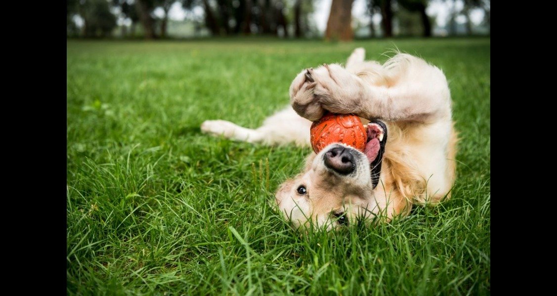A dog is playing with a toy in the grass