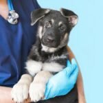 A puppy is being held by a veterinarian