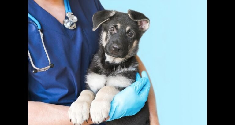 A puppy is being held by a veterinarian