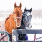 Ways To Keep Outdoor Pets Safe During Cold Months