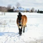 A horse is walking in the snow