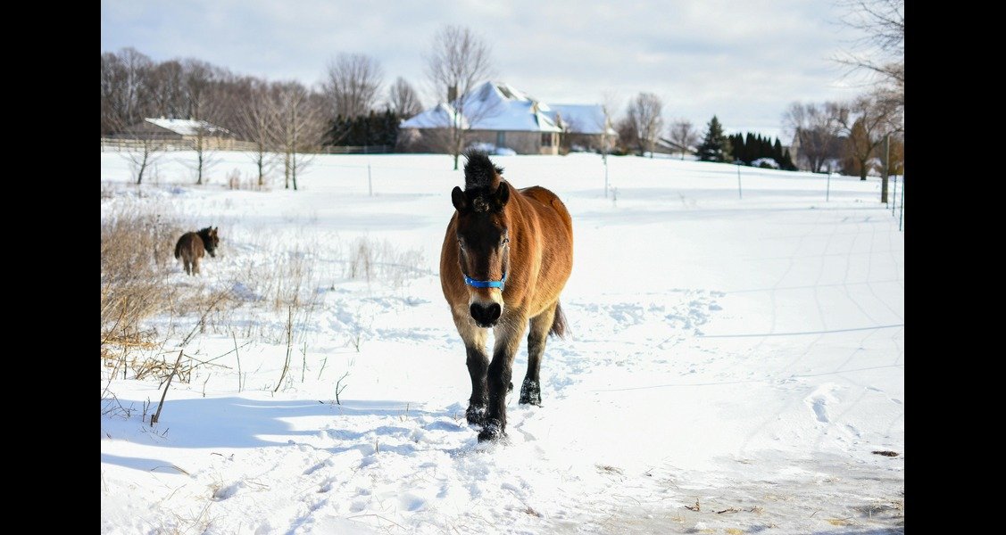 A horse is walking in the snow