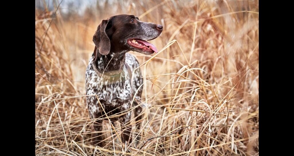 A brown and white hunting dog standing in tall dry grass