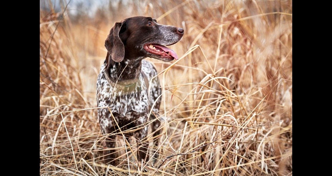 A brown and white hunting dog standing in tall dry grass