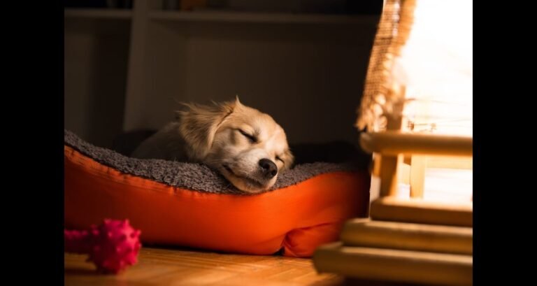 A puppy is sleeping on a dog bed
