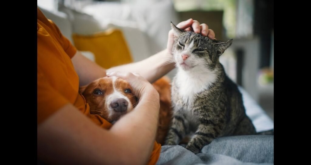 A dog and cat are on a person's lap