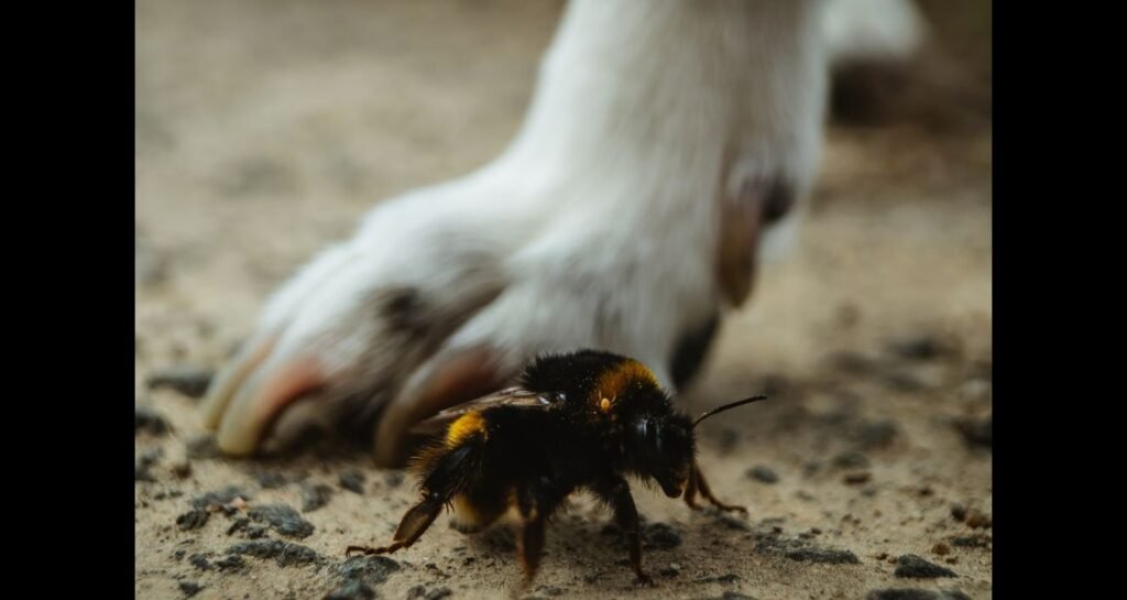 A dog's paw is beside a bee