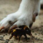 A dog's paw is beside a bee