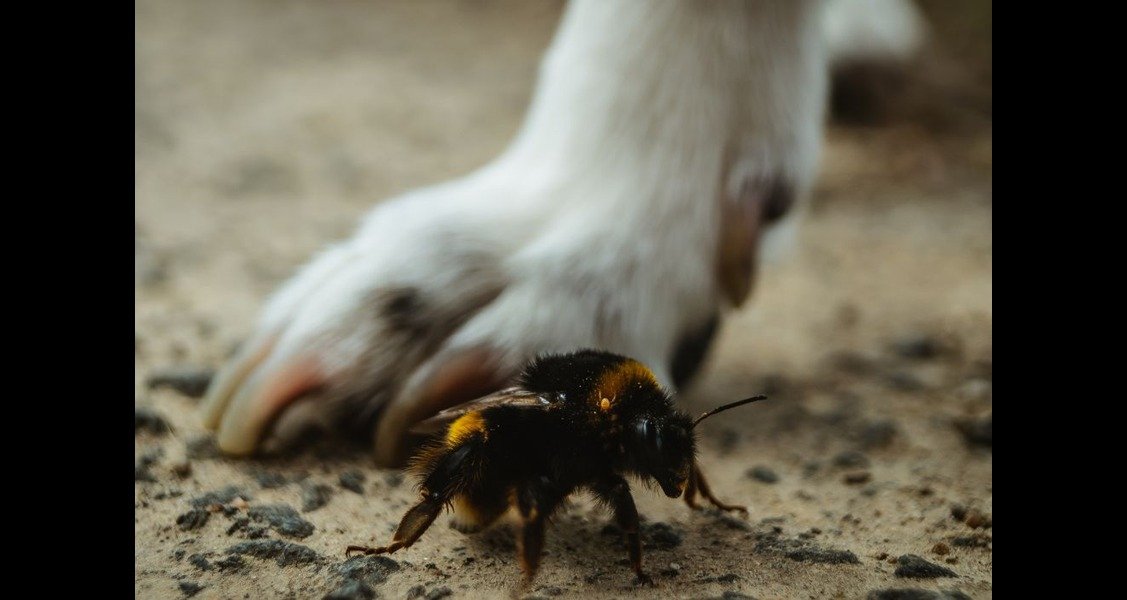 A dog's paw is beside a bee