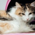 A cat is lying beside a pink carrier