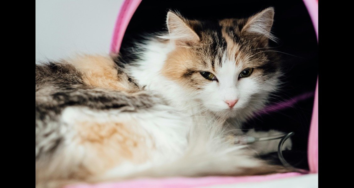 A cat is lying beside a pink carrier