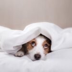 A dog is lying underneath a duvet